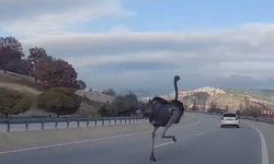 Çiftlikten kaçan deve kuşu trafikte görüldü
