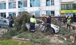Kocaeli'de fırtına: Deniz taştı, ağaçlar devrildi