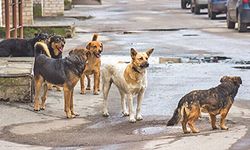 Sokak köpekleri sorunu için harekete geçildi