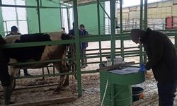 Beyşehir’de hayvanlar için aşılama sürüyor