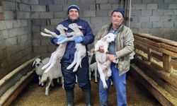 Beyşehir’de keçi desteği çalışmaları sürüyor