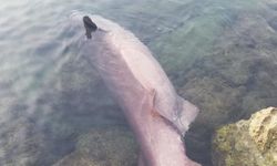 Mersin'de ölü köpek balığı kıyıya vurdu