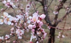 Konya'da badem ağaçları çiçek açtı