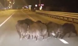 Sürücülerin karşısına birdenbire domuz çıktı!