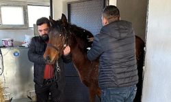 Rahvan atlara Beyşehir'de sağlık taraması