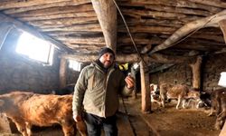 ‘Dilber’ şarkısı ile ineklerin süt verimini artırdı