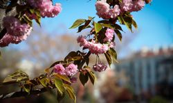 Sakuralar Konya'da çiçek açtı