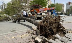Konya'da fırtına ağaçları kökünden söktü