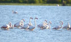Akgöl Sazlıkları flamingoları ağırlıyor