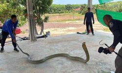 Tayland'da otomobilden 16 kilo ağırlığında zehirli yılan çıktı