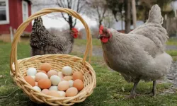 Tavuk eti ve yumurta üretimi Martta arttı
