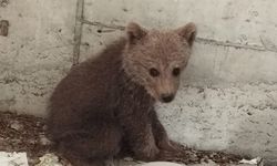 Antrenman, ayı yavrusu operasyonuyla bitti