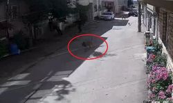 Sokak köpekleri 3 çocuğa saldırdı