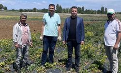 Konya'da çilek bahçelerinde hasat başladı