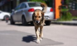 Başıboş sokak köpekleriyle ilgili düzenlemede sona gelindi