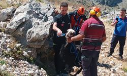 Konya'da inatçı keçi operasyonu!