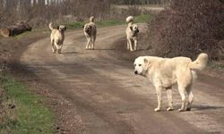 Köpeklerden kaçarken araba çarptı