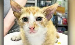 4 kulaklı kedi ile tanışın! Dünya onu konuşuyor