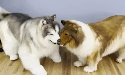 Köpeğe dönüşmek için 468 bin TL harcamıştı!