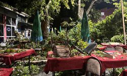 Asırlık çınar daha fazla dayanamadı
