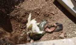 Korkunç olay! Poşete sarılı bebek cesedi bulundu