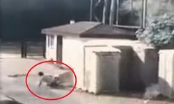 Ölümden döndü! Köpeğin saldırma anı kamerada