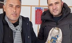 Konya'da yaralı halde bulunan atmaca tedavi edilecek