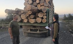 Tomruk hırsızları yakayı ele verdi: Tutuklandılar