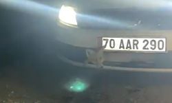 Otomobilin çarptığı tilki tampona sıkıştı