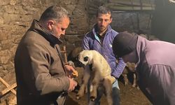 Konya'da hayvan sağlığına önem büyük