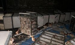 Onlarca tavuk telef oldu! Tavuk yüklü tır devrildi