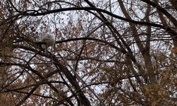 Konya'da ağaçta mahsur kalan kedi böyle kurtarıldı