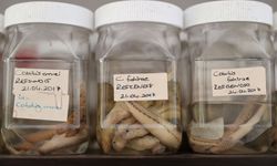 Su kalitesini belirlemek için geliştirilen indeks patent aldı
