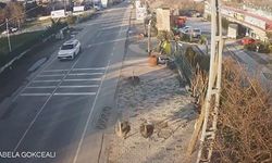 İstanbul'da deve kuşları ortalığı birbirine kattı