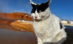 Soğuktan üşüyen kedi termal suya sığındı