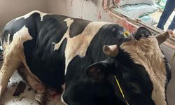 450 kiloluk tosun camı kırarak eve daldı