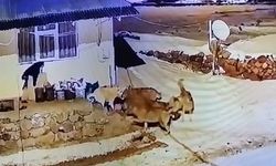 1 çoban köpeği 6 kurdun hakkından geldi