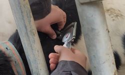 Konya'da hayvanlara arı işletme testi yapılıyor
