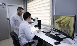 Böceklerin kış uykusu obeziteye çare olabilir