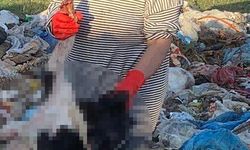 11 köpek ile bir kuzu ölü bulundu