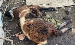 Başı boş köpekler onlarca hayvanını telef etti