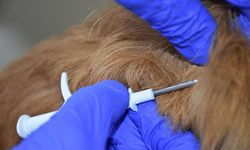 Bu belediye köpeğine çip takmayana bakın ne ceza verdi