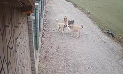 Konya'da köpek saldırıları devam ediyor