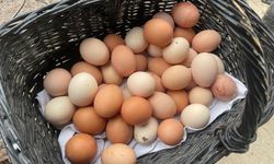 'Yumurta fiyatlarını ABD artırıyor'