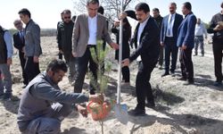 Karapınar'da binlerce ağaç toprakla buluştu