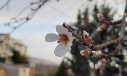 Konya'da koca karı kışı beklenirken bahar geldi
