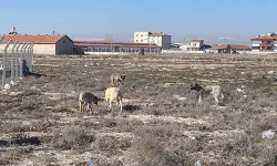 Otopsi çıktı! Rana bebekte farklı bulguya rastlandı mı?