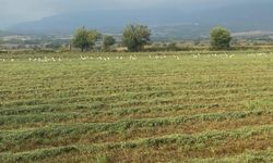 TARSİM prim oranları belirlendi