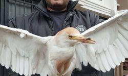 Akseki’de yaralı Sığır Balıkçıl kuşu bulundu