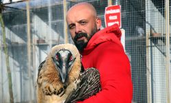 Türkiye'de nadir görülüyor, artık yeni yuvasında!